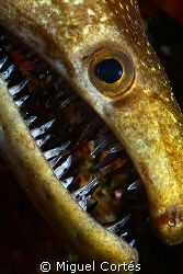 Moray close portrait. by Miguel Cortés 